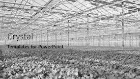  Presentation with photograph - PPT layouts with black and white photograph of organic herbs growing in a large industrial sized greenhouse background and a light gray colored foreground