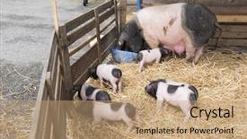  Presentation with pigs - Colorful slides enhanced with black and white pigs in cage in straw backdrop and a coral colored foreground