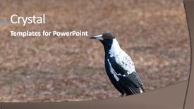  Presentation with autumn wood - PPT theme consisting of black and white plumage background and a coral colored foreground