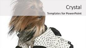  Presentation with black dot - Audience pleasing presentation theme consisting of black and white polka dot backdrop and a light gray colored foreground