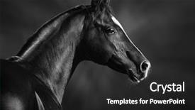  Presentation with horse - Beautiful theme featuring black and white portrait backdrop and a dark gray colored foreground