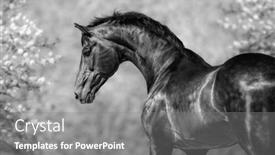  Presentation with white horse - Amazing presentation having black-and-white-portrait backdrop and a gray colored foreground