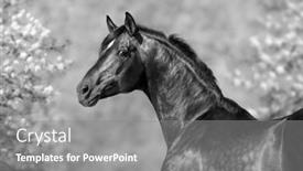  Presentation with white horse - Beautiful PPT layouts featuring black-and-white-portrait backdrop and a gray colored foreground