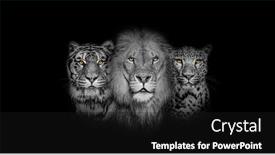  Presentation with mother tiger and lion - Slide set enhanced with black-and-white-portrait background and a black colored foreground