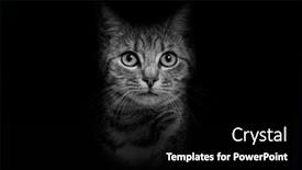  Presentation with grey black white - Slide deck featuring black-and-white-portrait background and a black colored foreground