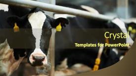  Presentation with livestock - Theme consisting of black-and-white-purebred-milk background and a tawny brown colored foreground