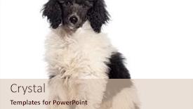  Presentation with poodle - Presentation theme featuring black-and-white-royal-poodle background and a soft green colored foreground