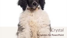  Presentation with poodle - Theme having black-and-white-royal-poodle background and a lemonade colored foreground