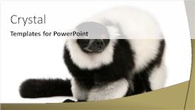  Presentation with lemur - Slide deck with black-and-white-ruffed-lemur background and a white colored foreground