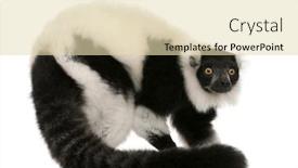  Presentation with lemur - PPT theme enhanced with black-and-white-ruffed-lemur background and a lemonade colored foreground