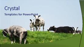  Presentation with dutch - Amazing theme having the dutch grass dike backdrop and a sky blue colored foreground