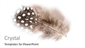  Presentation with feather - Theme enhanced with black-and-white-spotted-feather background and a white colored foreground