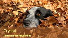  Presentation with texas - Slide deck consisting of black-and-white-spotted-texas background and a tawny brown colored foreground