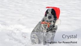  Presentation with texas - Slides enhanced with black-and-white-spotted-texas background and a light gray colored foreground
