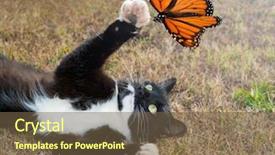  Presentation with orange butterfly - Beautiful PPT layouts featuring black and white tuxedo cat backdrop and a tawny brown colored foreground