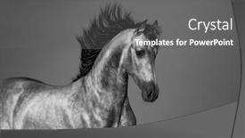  Presentation with white horse - PPT theme featuring black-and-white-young-andalusian background and a gray colored foreground
