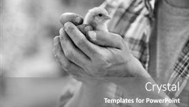  Presentation with black baby - Presentation theme enhanced with black and whte photo of male farmer holding baby chick background and a gray colored foreground