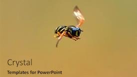  Presentation with black yellow - PPT theme with black-and-yellow-striped-garden background and a yellow colored foreground