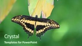  Presentation with black and yellow - Colorful PPT layouts enhanced with sunflower with honey honeycomb and honey dipper on blue wooden table top view with copy space backdrop and a arctic colored foreground