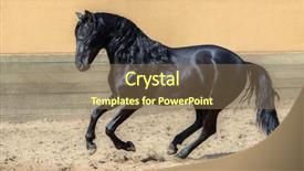  Presentation with horse - Presentation theme having black andalusian horse galloping background and a violet colored foreground