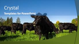  Presentation with green morning - Presentation featuring black-angus-cow-group background and a teal colored foreground