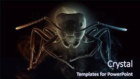  Presentation with ants - Slide set having black ants on dark background background and a wine colored foreground