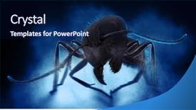  Presentation with ants - Audience pleasing presentation design consisting of black ants on dark background backdrop and a  colored foreground