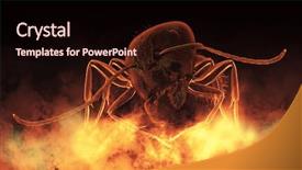  Presentation with ants - Presentation design having black ants on flame background background and a wine colored foreground