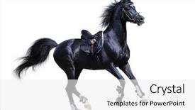  Presentation with stallion - Cool new theme with black arabian stallion gallops ob backdrop and a white colored foreground
