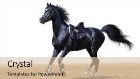 Presentation with stallion - Beautiful slides featuring black arabian stallion gallops backdrop and a soft green colored foreground