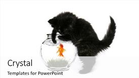  Presentation with black baby - Colorful PPT layouts enhanced with black baby kitten curiously playing backdrop and a white colored foreground