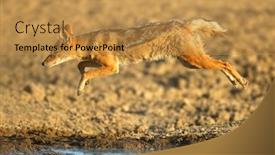  Presentation with south africa - PPT layouts having black-backed-jackal-canis-mesomelas background and a gold colored foreground