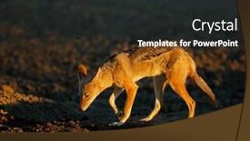  Presentation with kalahari - Beautiful PPT layouts featuring black-backed-jackal-canis-mesomelas backdrop and a dark gray colored foreground