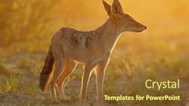  Presentation with black light - PPT theme having black-backed-jackal-canis-mesomelas background and a tawny brown colored foreground