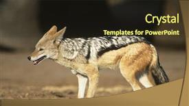  Presentation with savannah - Presentation enhanced with black-backed-jackal-canis-mesomelas background and a tawny brown colored foreground