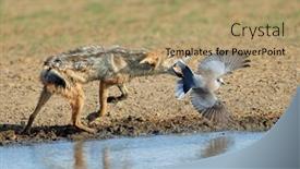  Presentation with kalahari - Presentation theme featuring black-backed-jackal-canis-mesomelas background and a coral colored foreground
