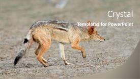  Presentation with south africa - Presentation design enhanced with black-backed-jackal-canis-mesomelas background and a gray colored foreground