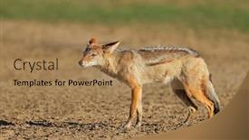  Presentation with kalahari - PPT theme having black-backed-jackal-canis-mesomelas background and a coral colored foreground