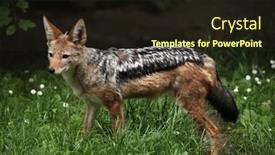  Presentation with wildlife - Slide set having black-backed-jackal-canis-mesomelas background and a wine colored foreground