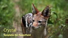  Presentation with wildlife - Colorful presentation theme enhanced with black-backed-jackal-canis-mesomelas backdrop and a tawny brown colored foreground