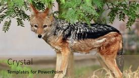  Presentation with black - Presentation design featuring black-backed-jackal-canis-mesomelas background and a coral colored foreground