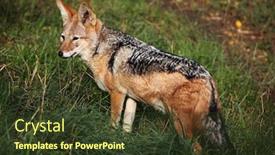  Presentation with black - Beautiful slides featuring black-backed-jackal-canis-mesomelas backdrop and a tawny brown colored foreground