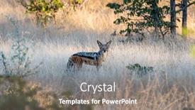  Presentation with africa - Amazing presentation having black-backed-jackal-in-african backdrop and a gray colored foreground