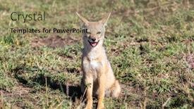  Presentation with casino black jack sound - Presentation theme featuring black-backed-jackal-pup-canis background and a coral colored foreground