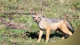  Presentation with kenya - Cool new presentation theme with black-backed-jackal-pup-canis backdrop and a mint green colored foreground