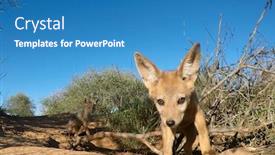  Presentation with black - Amazing PPT layouts having black-backed-jackal-pup backdrop and a teal colored foreground