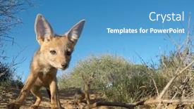  Presentation with black - Slide deck consisting of black-backed-jackal-pup background and a teal colored foreground