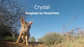  Presentation with black - Colorful slide deck enhanced with black-backed-jackal-pup backdrop and a teal colored foreground