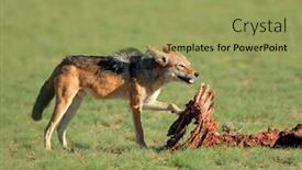  Presentation with south africa - Cool new presentation theme with black-backed-jackals-canis-mesomelas backdrop and a yellow colored foreground
