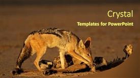  Presentation with south africa - Slide set enhanced with black-backed-jackals-canis-mesomelas background and a tawny brown colored foreground